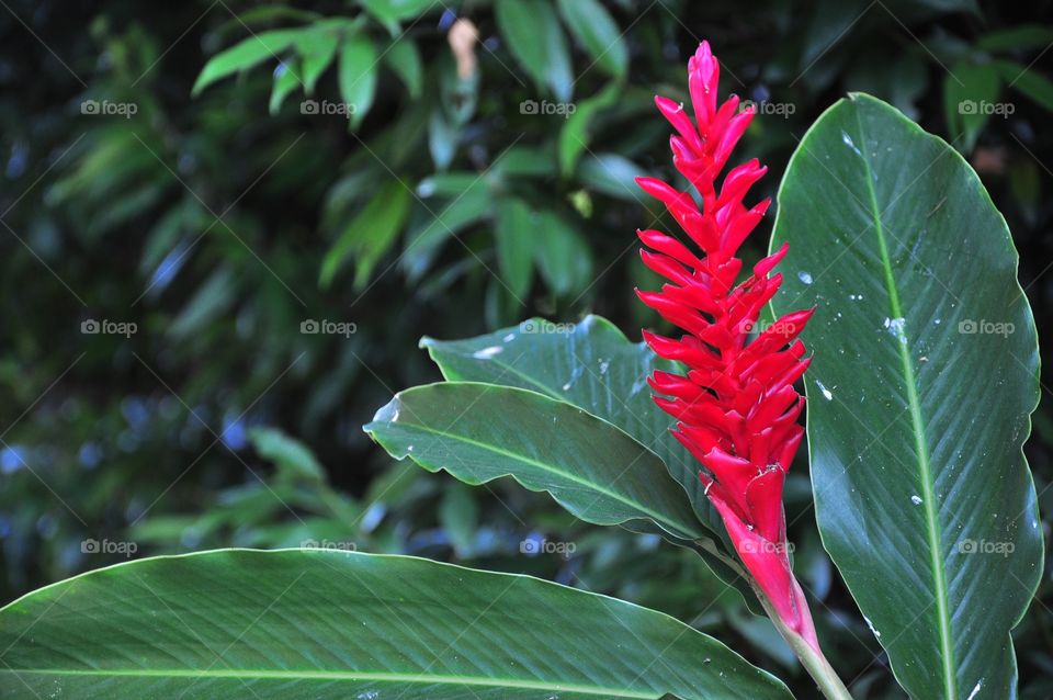 Flora, Nature, Leaf, Garden, Flower