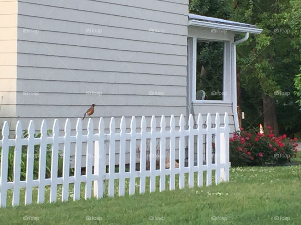 Robin on white picket fence