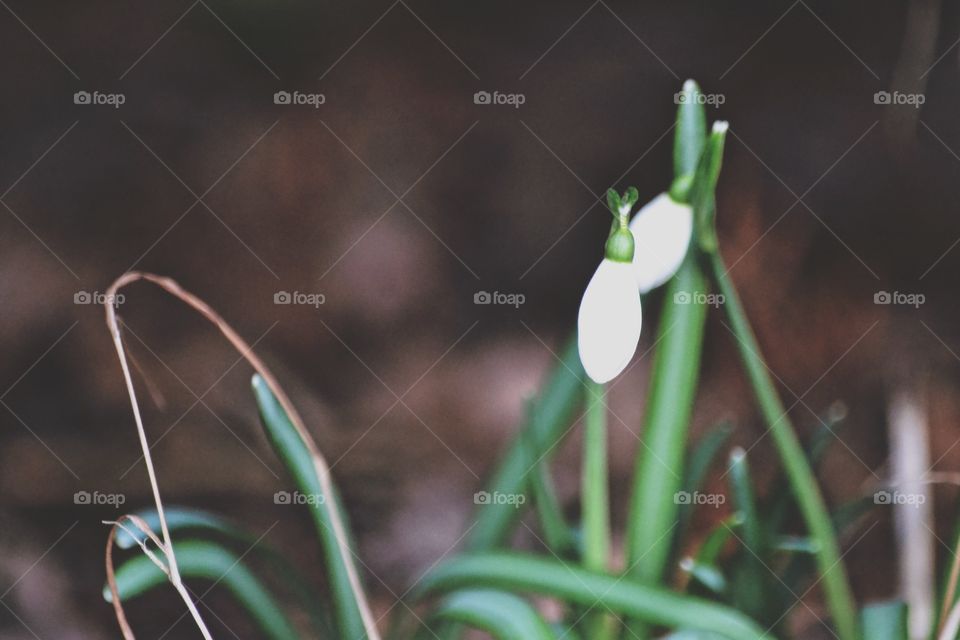 Snowdrops