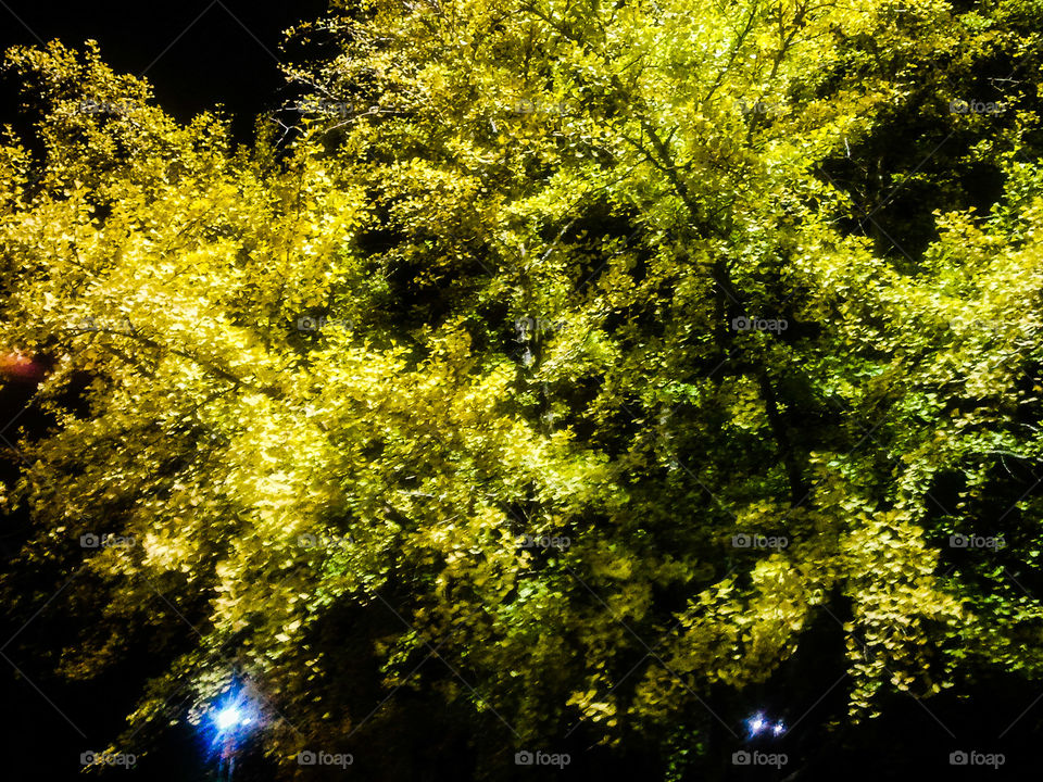 Yellow Night Glow. Gingko Tree at night