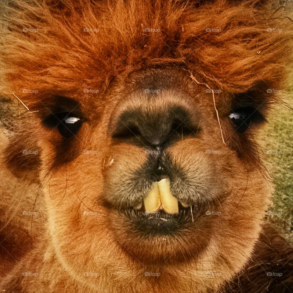 Alpaca Love. I ran into this handsome fellow on a farm.