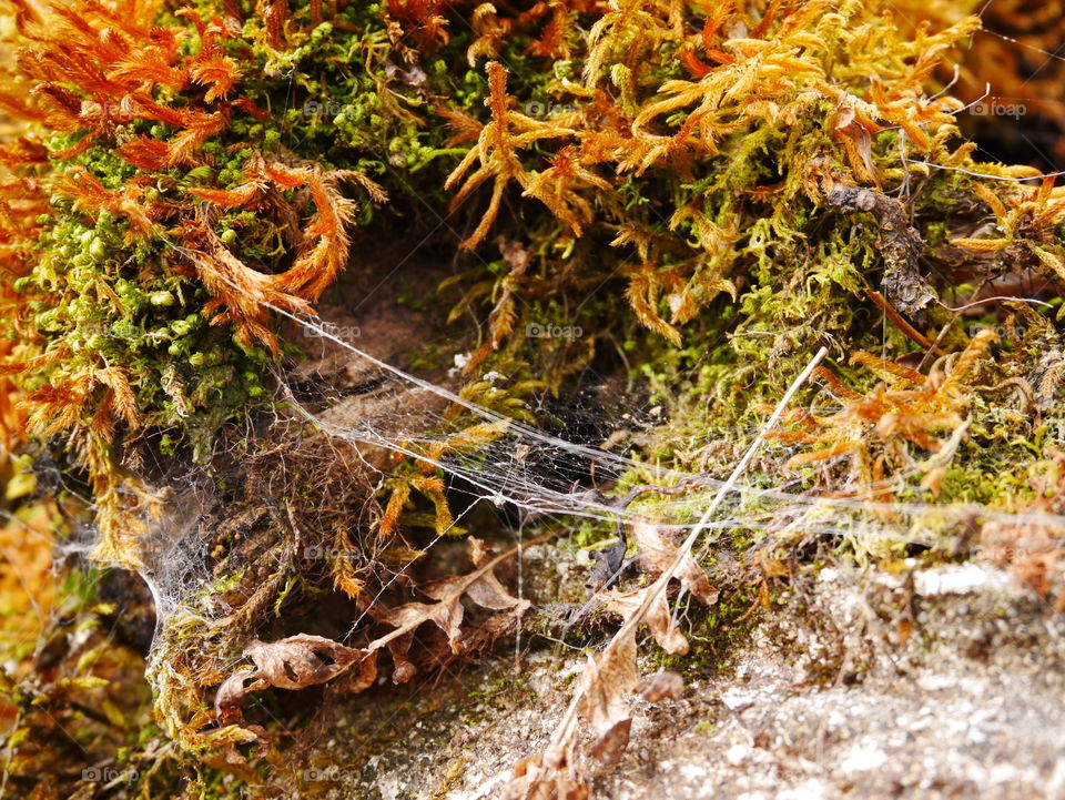 Many  cobweb and green moss on old rock in the mountain