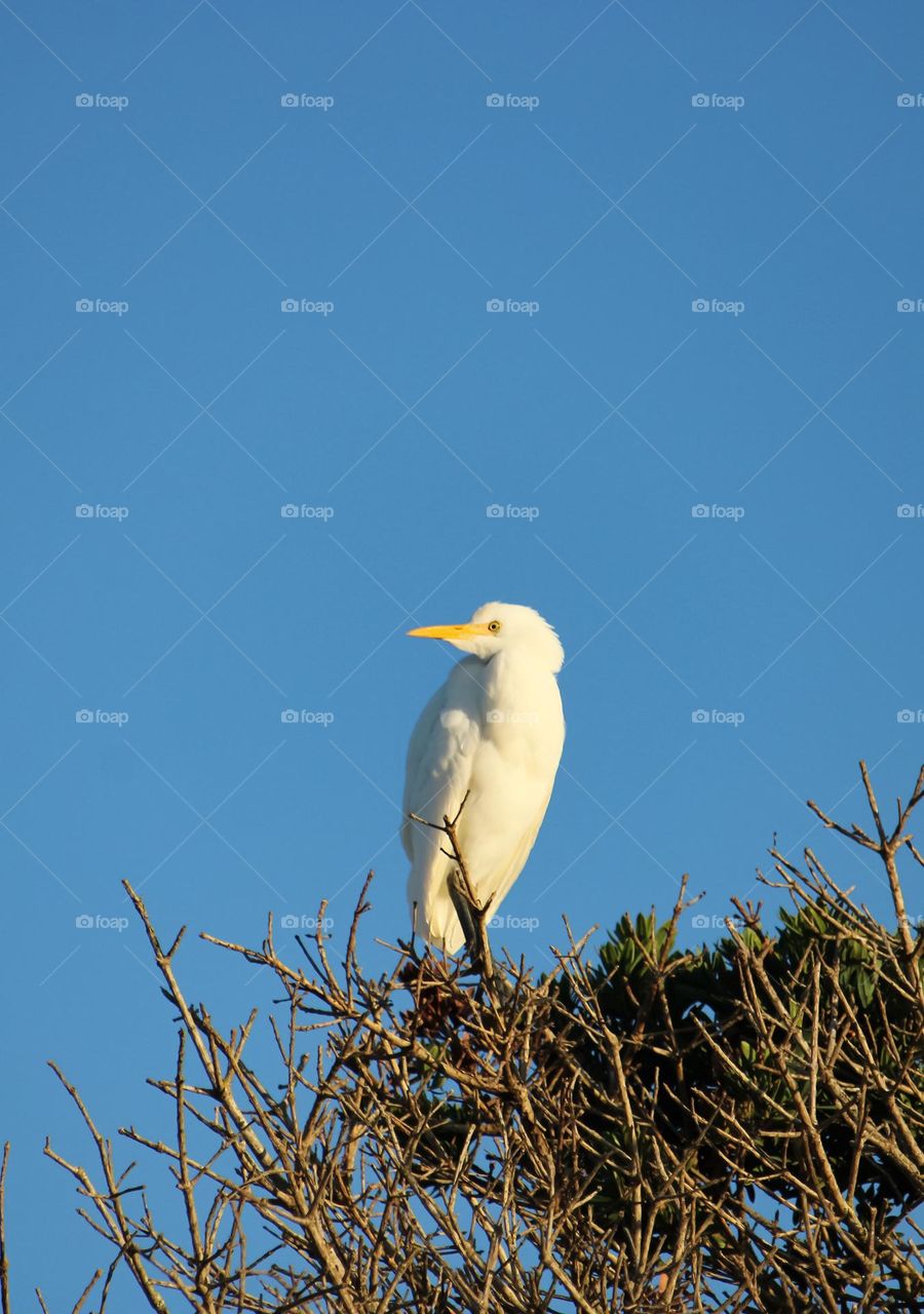 Cattle egret perched on top of a tree