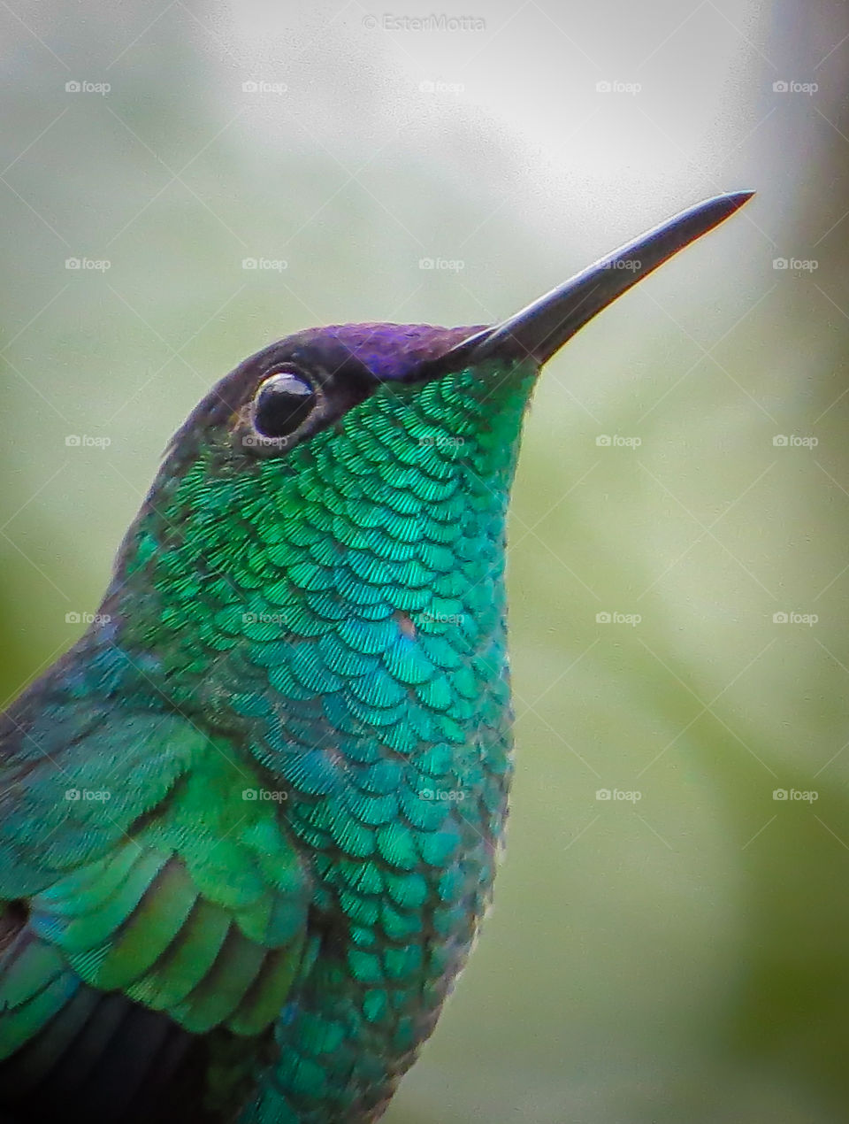 Beija flor de fronte violeta natureza bird birdwatching pássaros pássaros do Brasil aves aves do Brasil