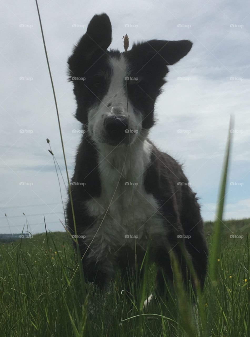 Collie with ears pointing to one side, standing in a beautiful field, wisps of delicate long grasses just in front of her
