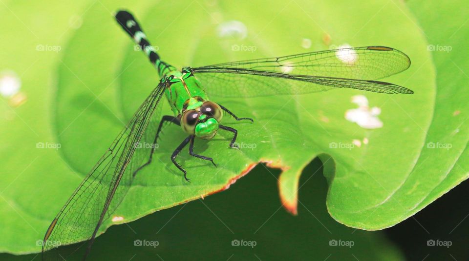 green dragonfly on a leaf