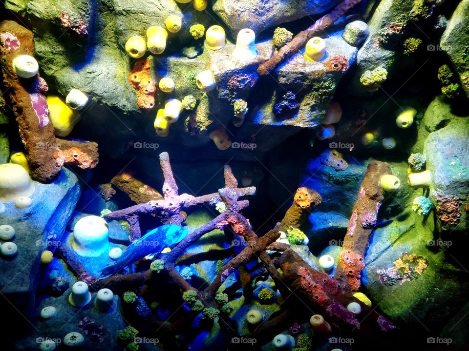 Coral Display At The Brooklyn Aquarium