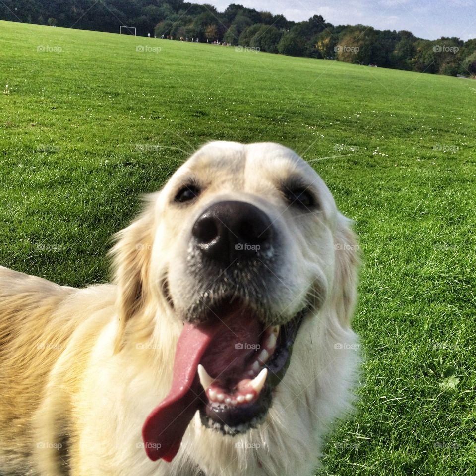 Dog, Animal, Pet, Grass, Portrait