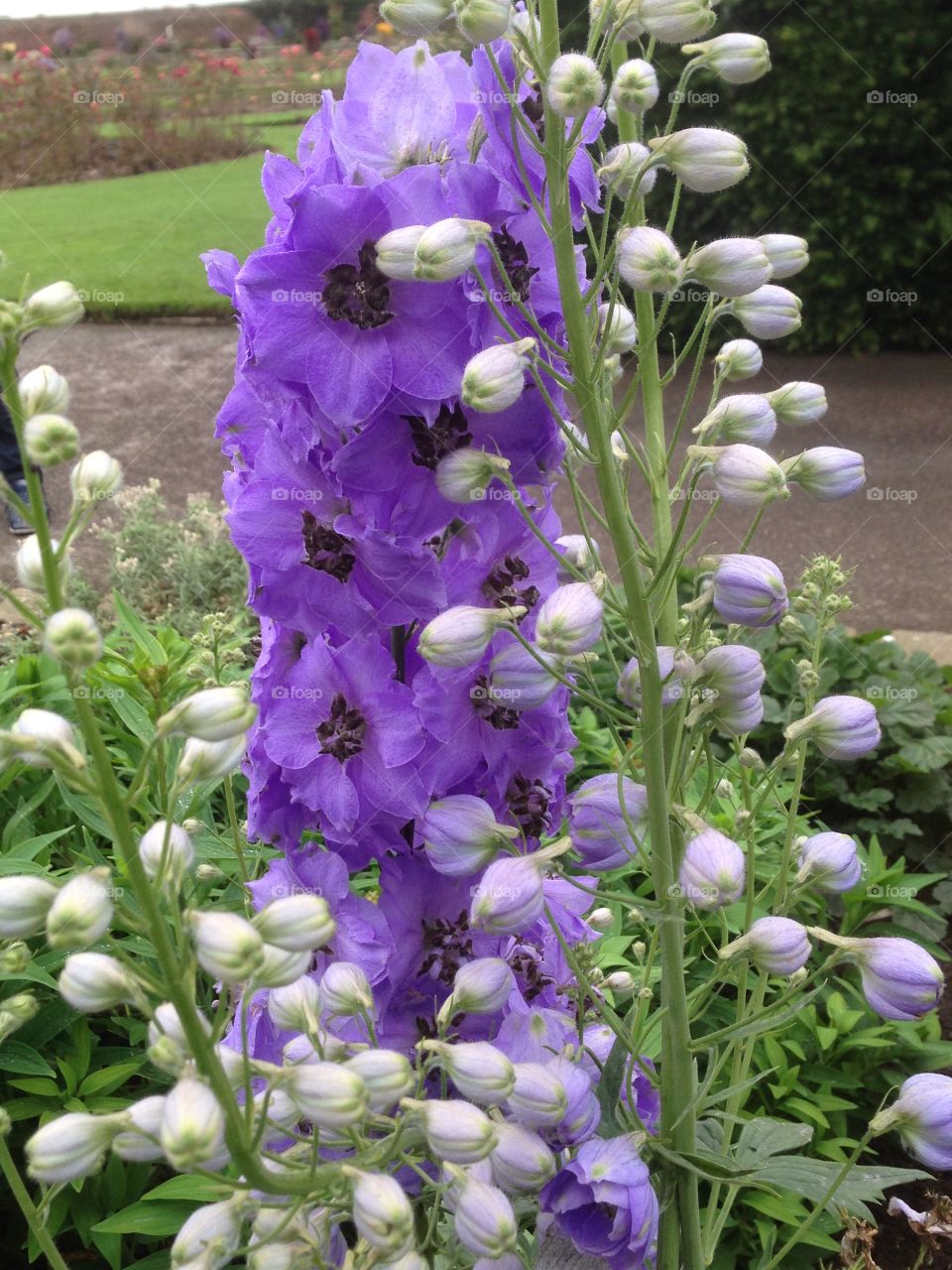 Violet flowers