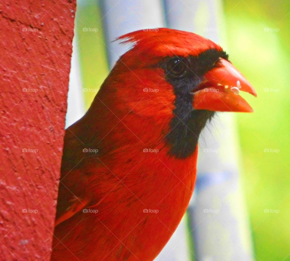 Red Cardinal eating bird seed by a red brick structure - 
Certain interpretations of red differ culturally. Visually though, red is a color that commands attention. It provokes an emotional response.