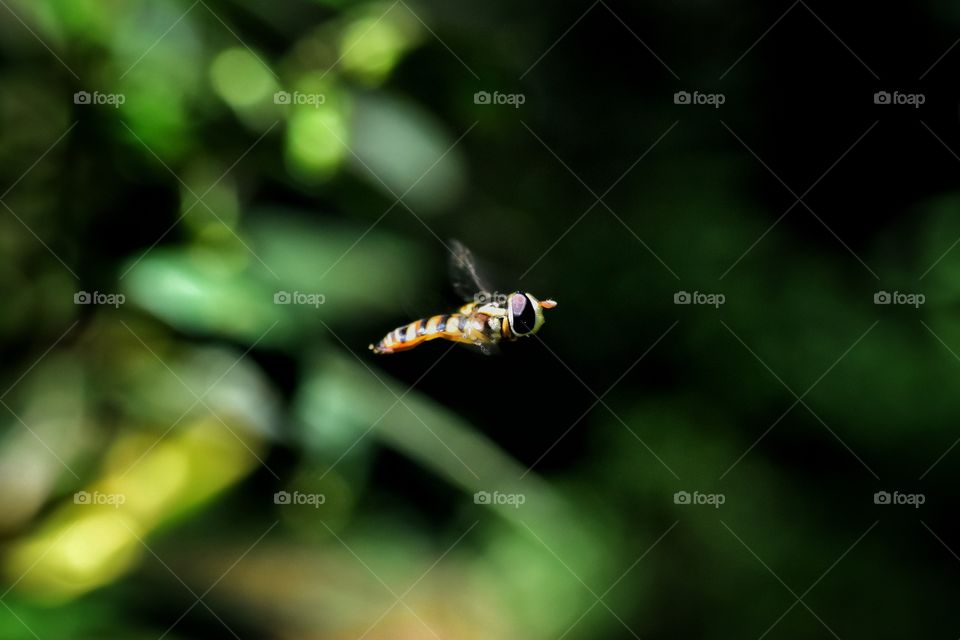 hoverfly freezing shot, indonesia