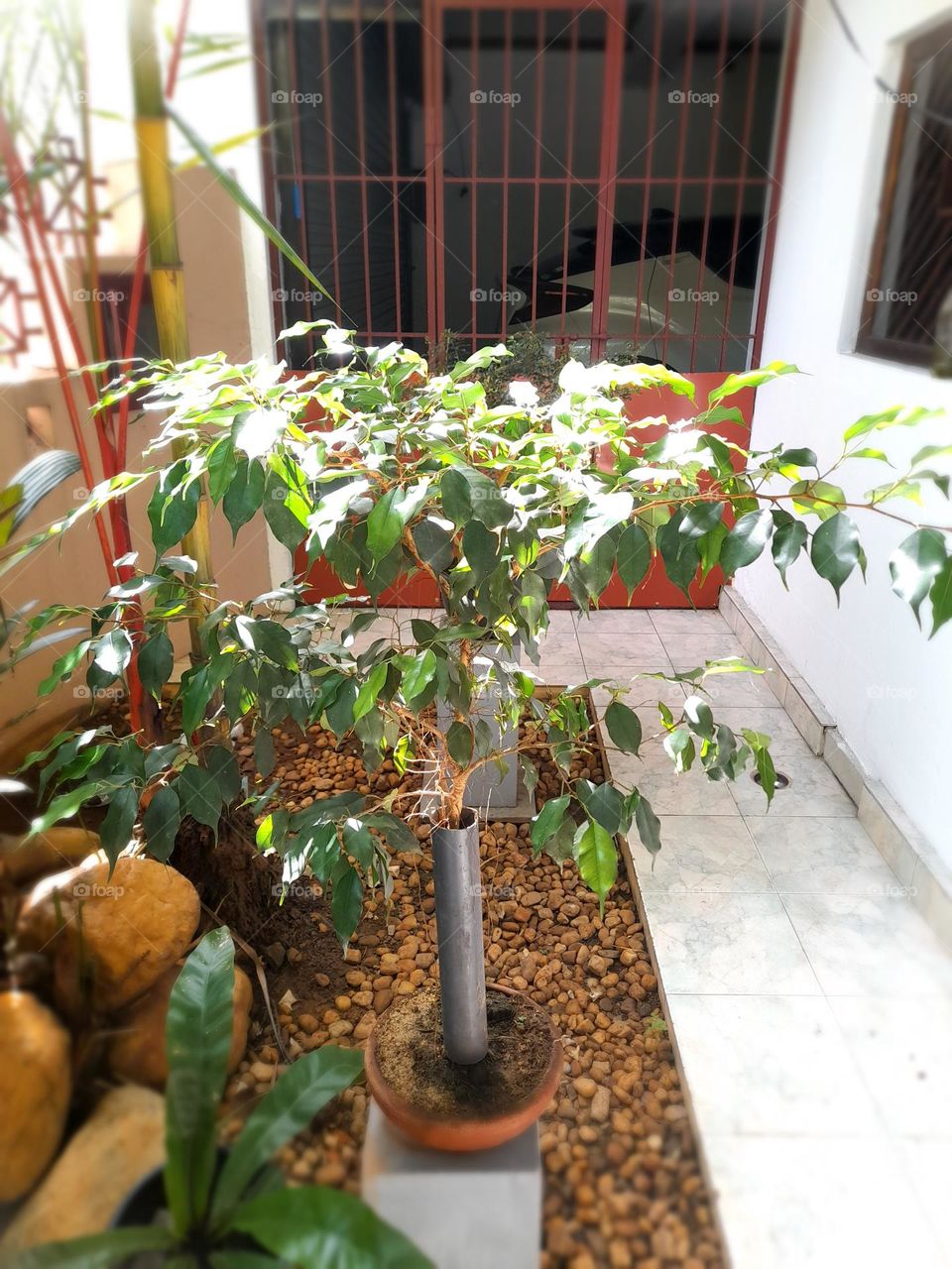 Bonsai ficus tree