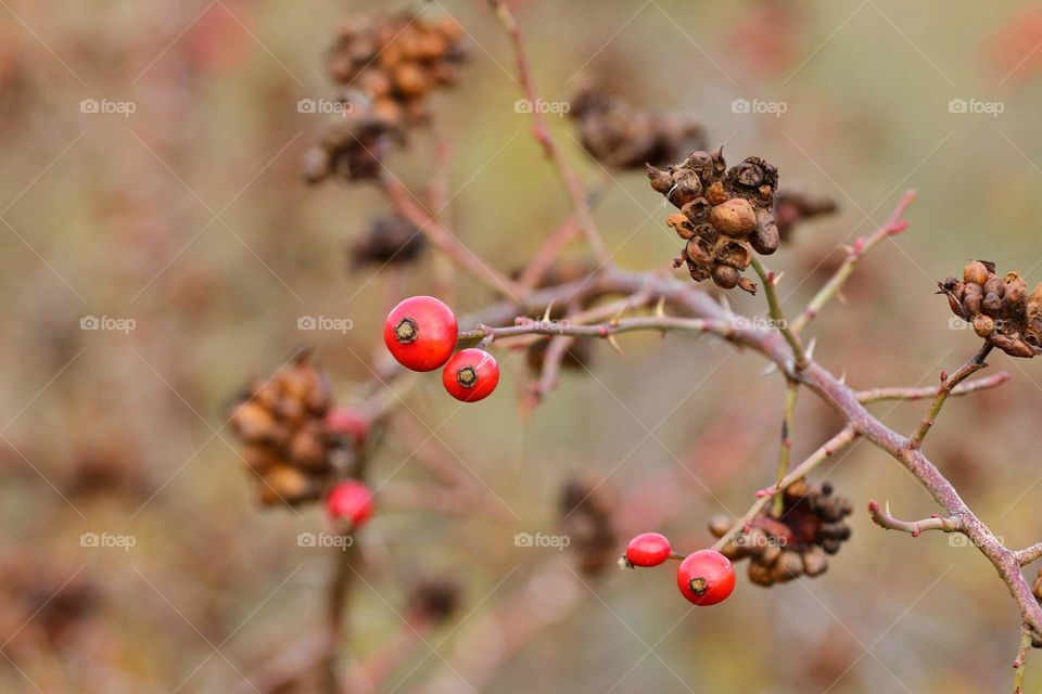 Autumn Red berries