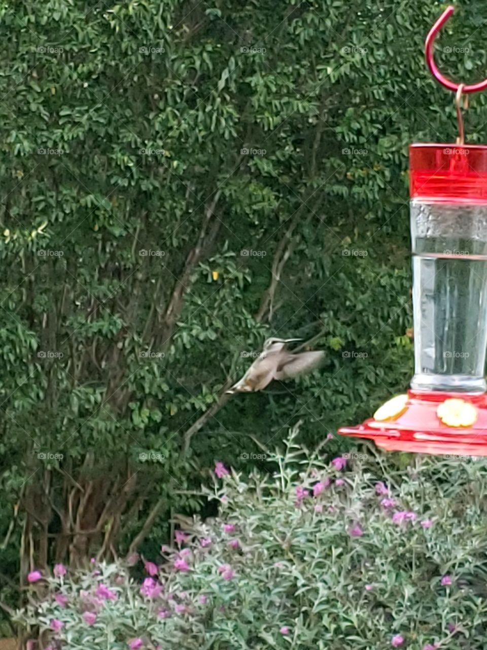 Beautiful little hummingbirds
