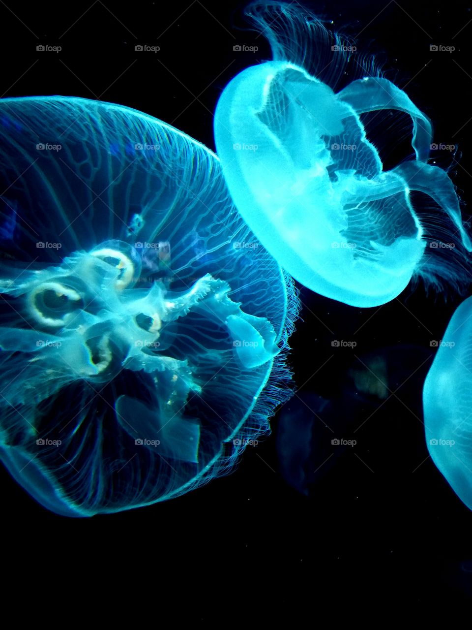 Baltimore Aquarium - Glowing Jellyfish