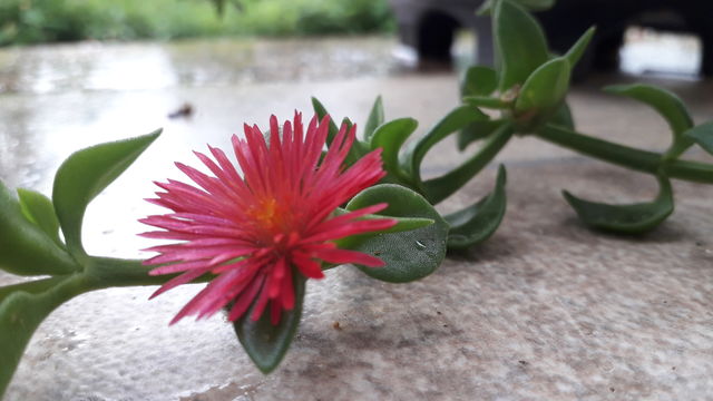flor