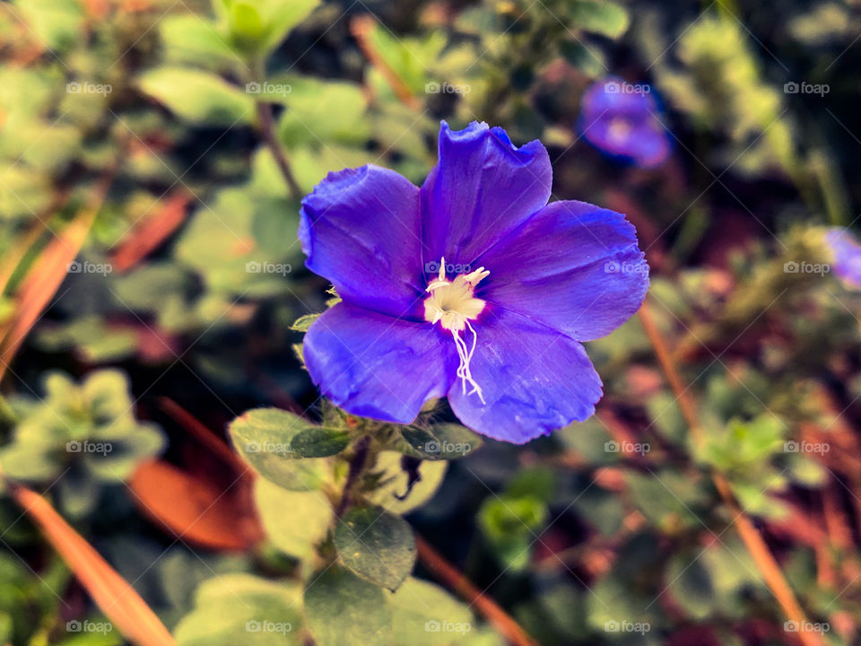 Wild flowers 