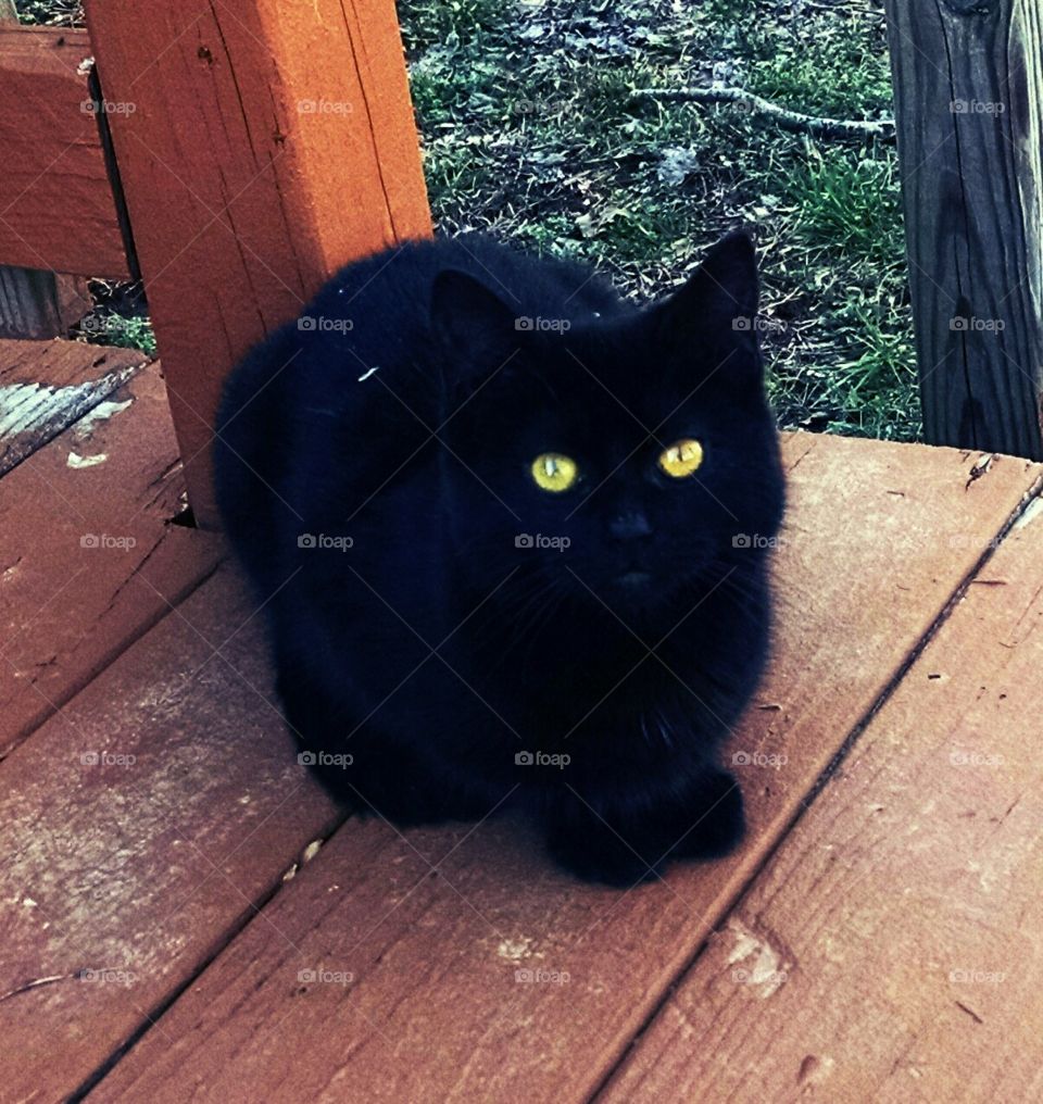 Black Cat with Yellow Eyes.