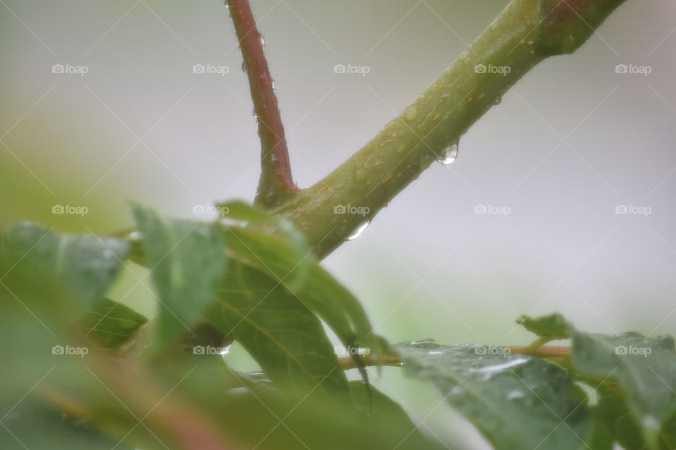 rain drops on green