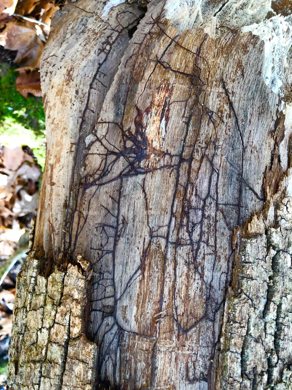 Cool tree