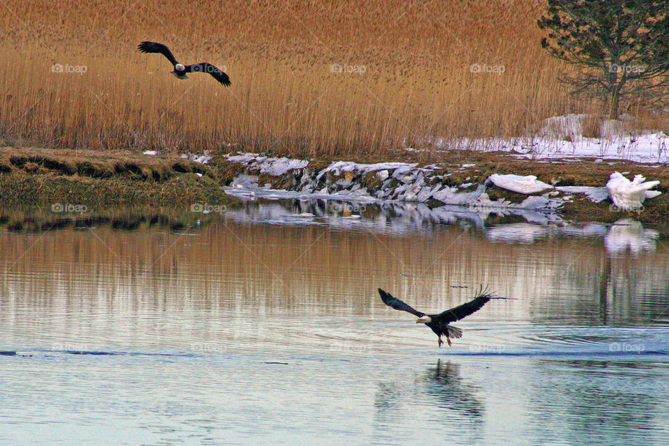 Bald eagles on the Merrimack River