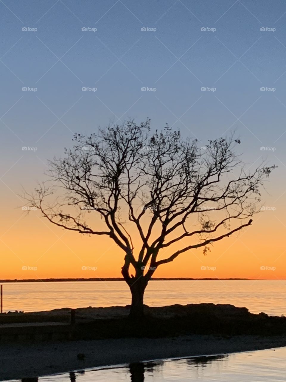 Tree on the bay - Trees around us in the sunset are bold, brilliant, and rich in color. Trees are perennial plants with an elongated stems, orb trunks