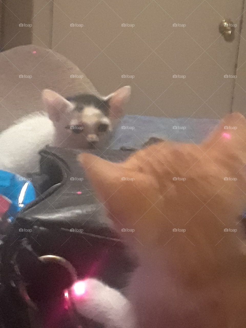 kitten staring contest