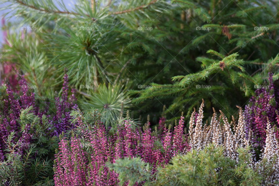 pine heather nature