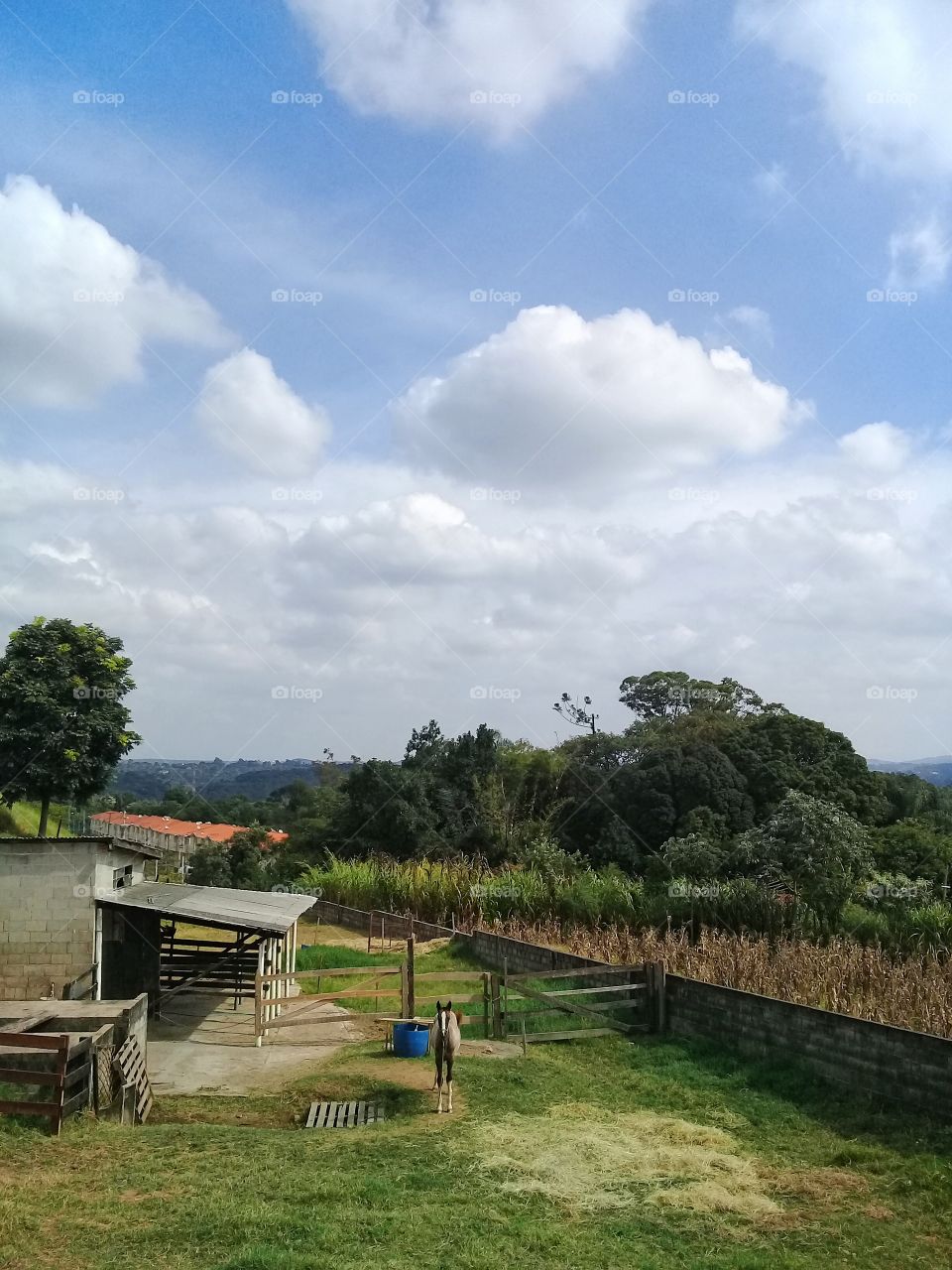 A tarde bucólica e bem caipira: o potro sob o infinito céu. Ele me deu uma encarada...
🐎
#Natureza #paisagem #céu #cavalo #Fotografia