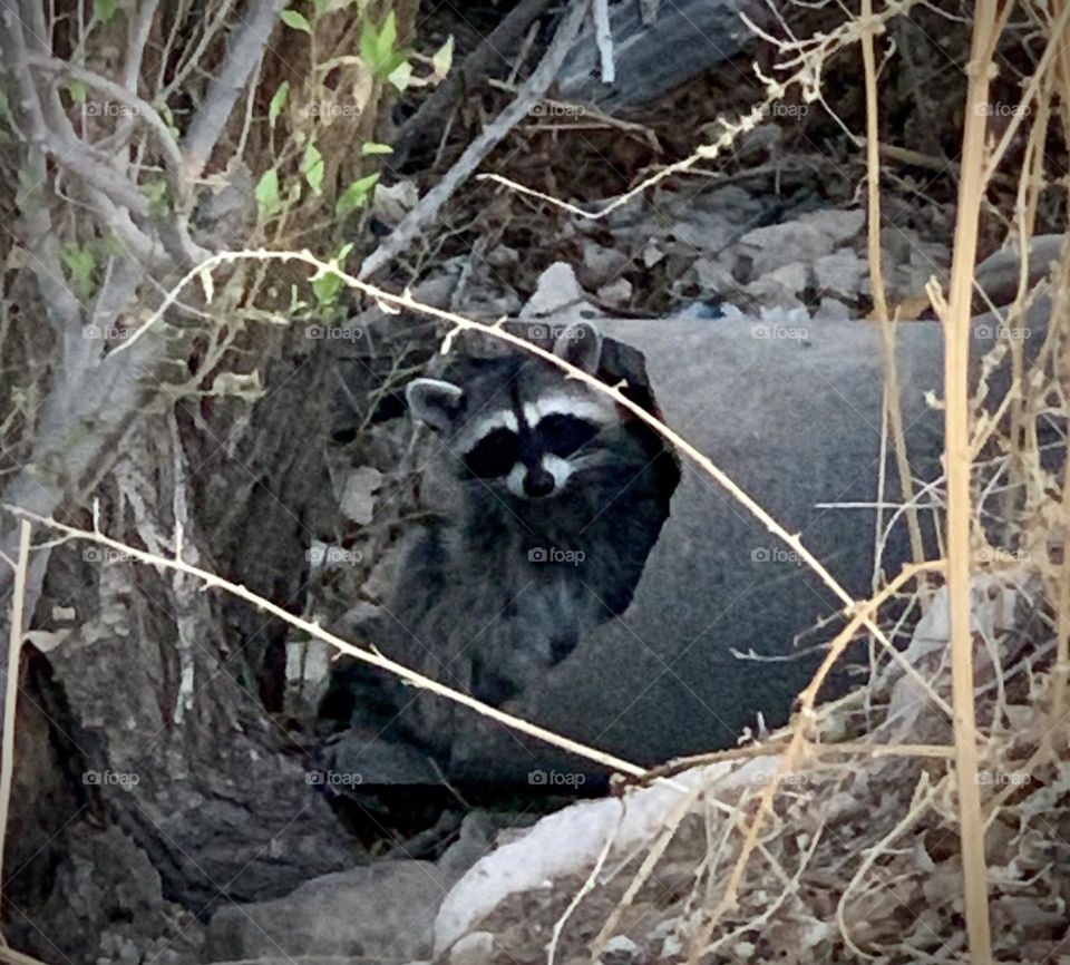 Baby Raccoon Watching 