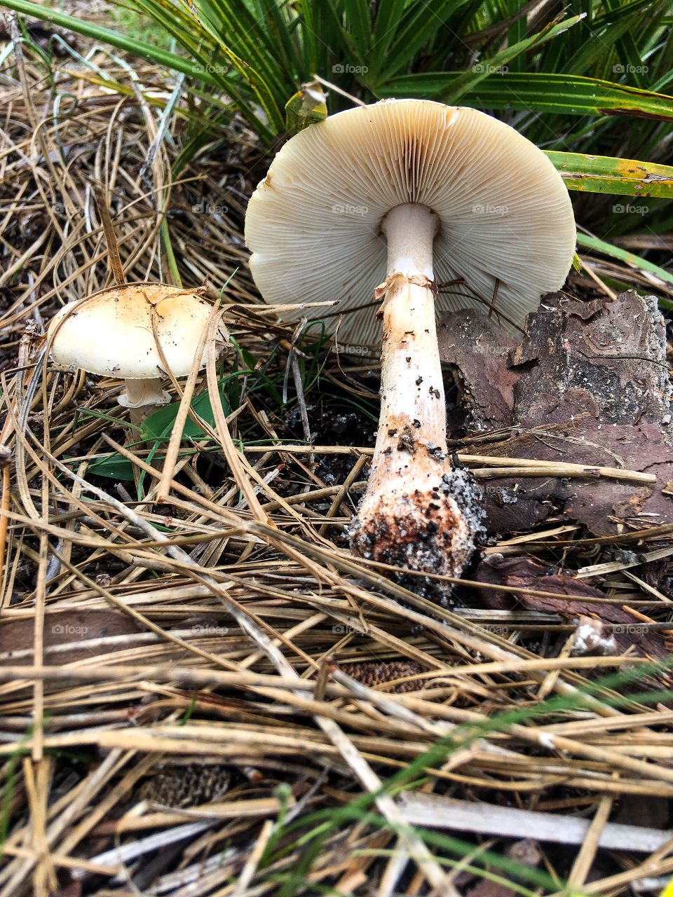 Underside of Mushrooms found in a South Florida forest 