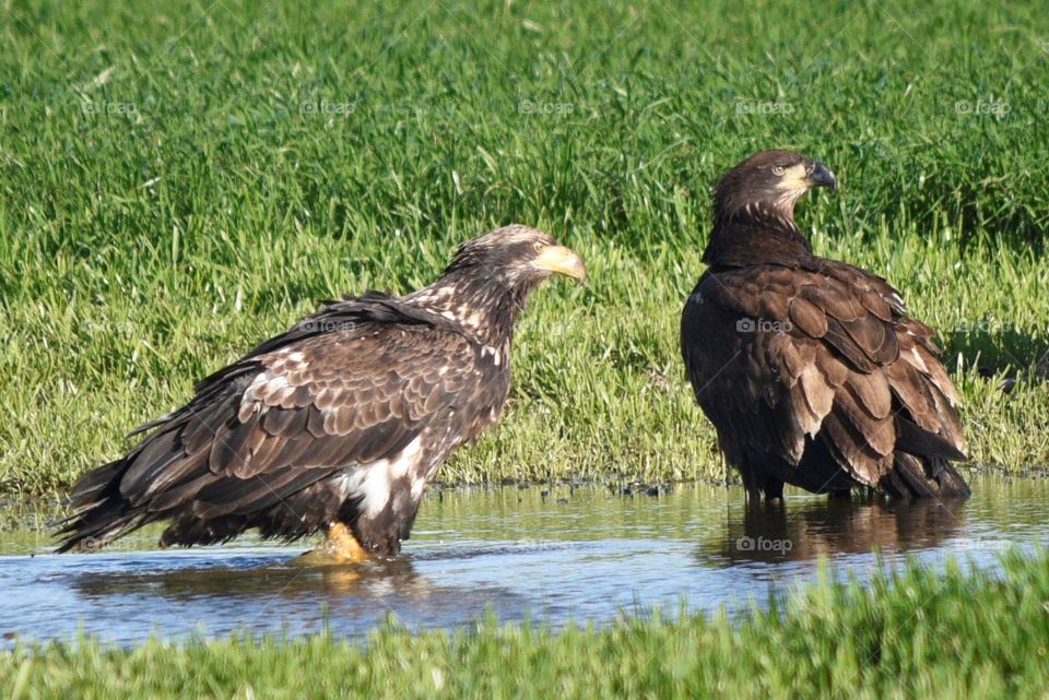 2 young Eagles