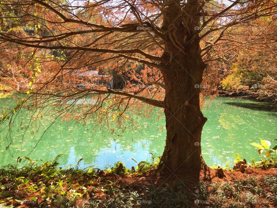 Autumn in the park in Brazil