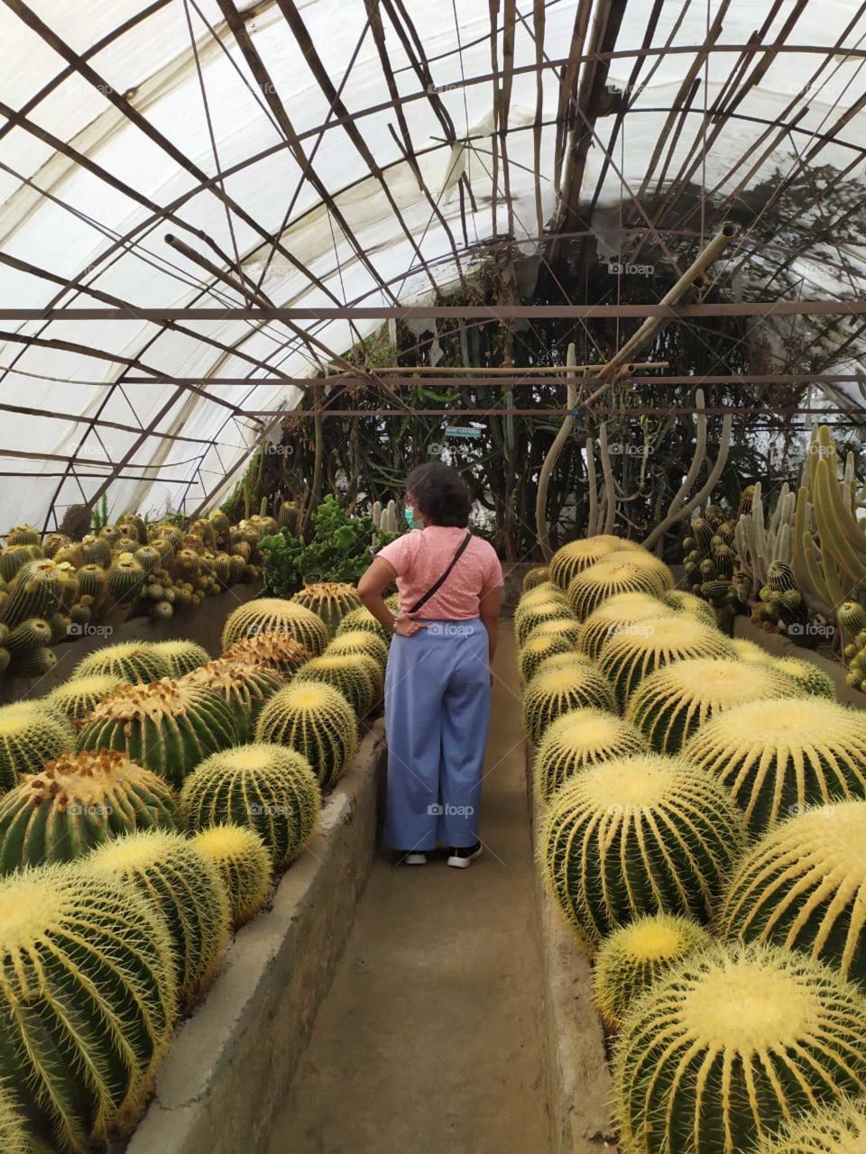 Cactus nursery in the hills.
This is my botanist friend looking at the various species of cacti at the nursery in Kalimpong, West Bengal.