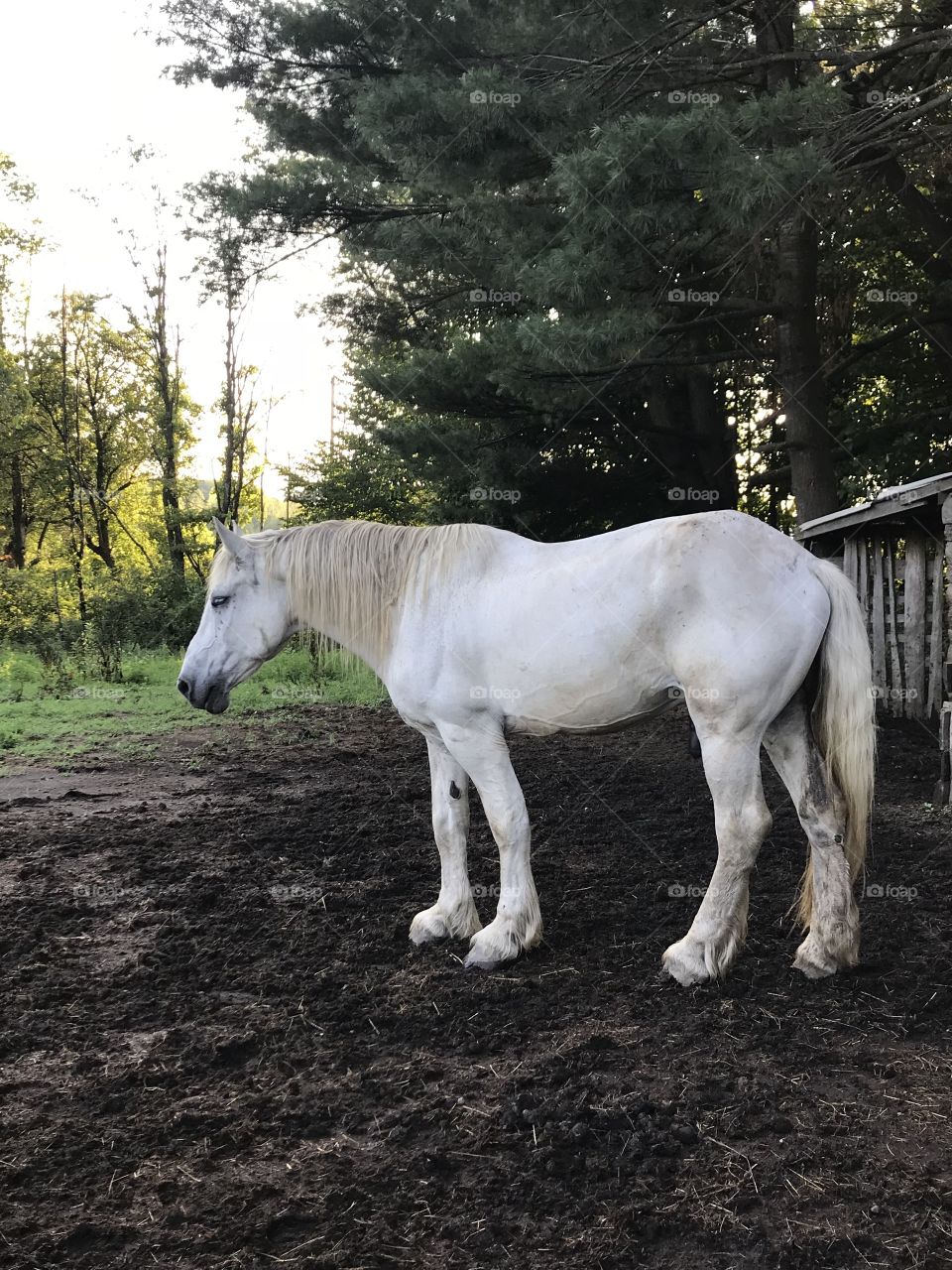 Big white Percheron relaxing in the last rays of sun set