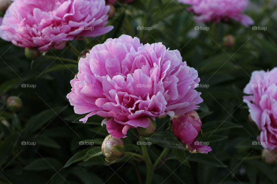 Pretty Peony   