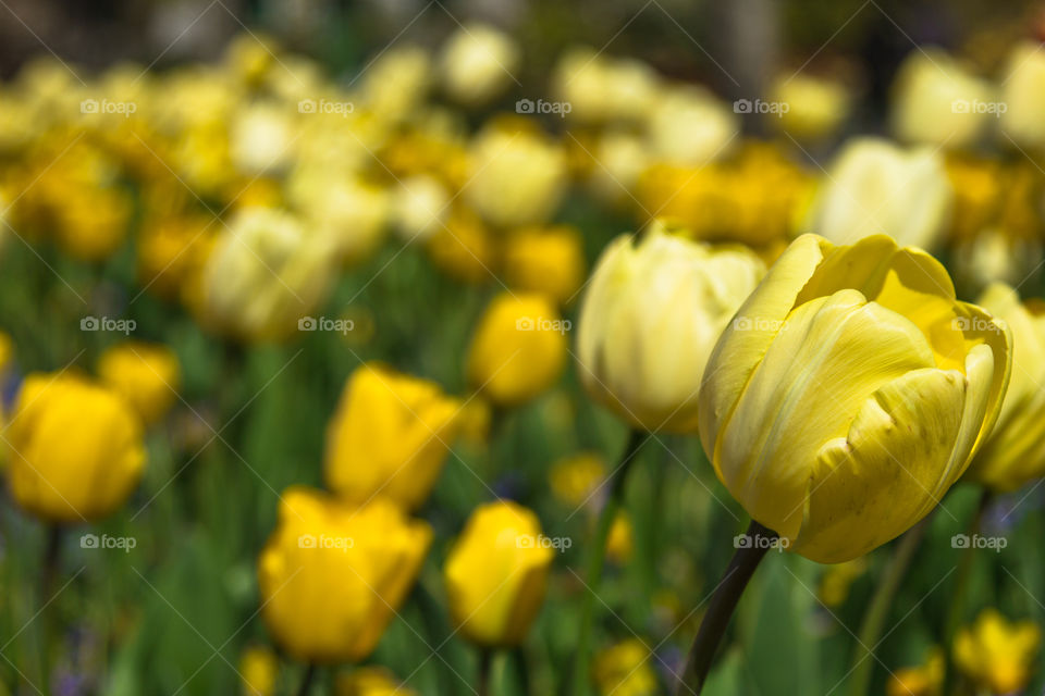 Yellow tulips. A a garden full of yellow tulips during Spring