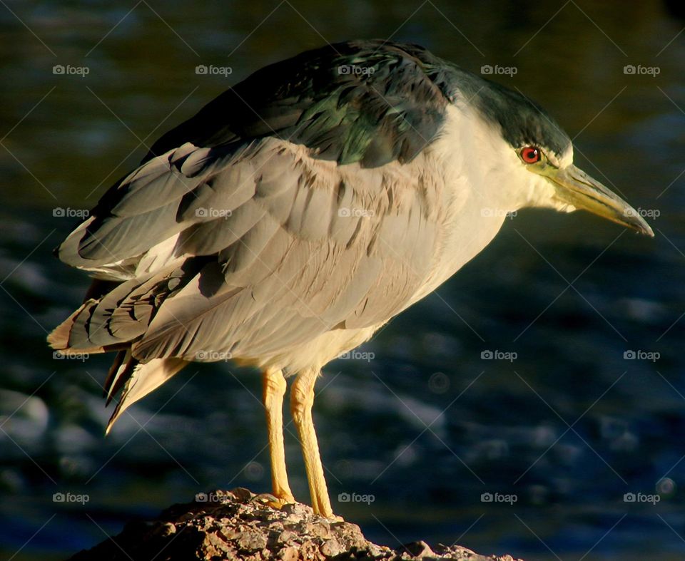 Black-crowned Night Heron at Lake