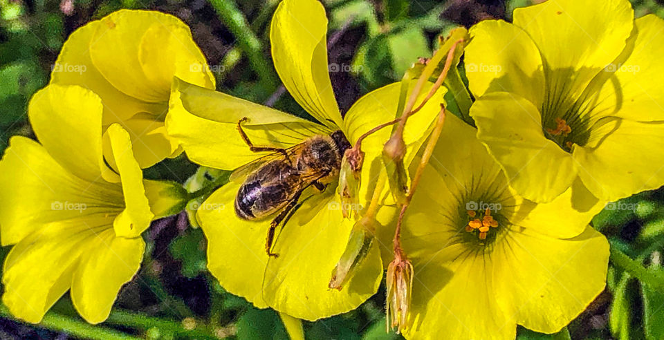 A honeybee seeks pollen from bright yellow wild flowers