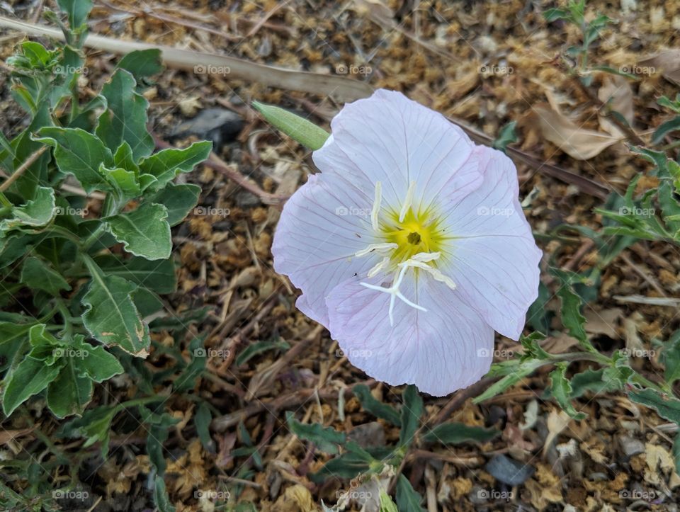 White Poppy Flower