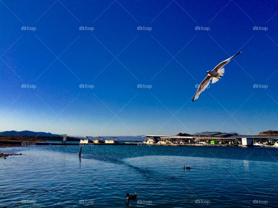 Seagull flying over Lake Mead, Las Vegas, Nevada 