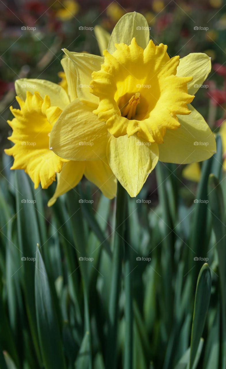 Bright yellow daffodils on straight green stalks