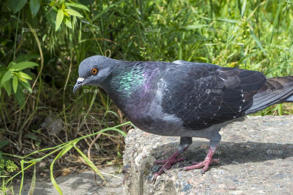 Pigeon.