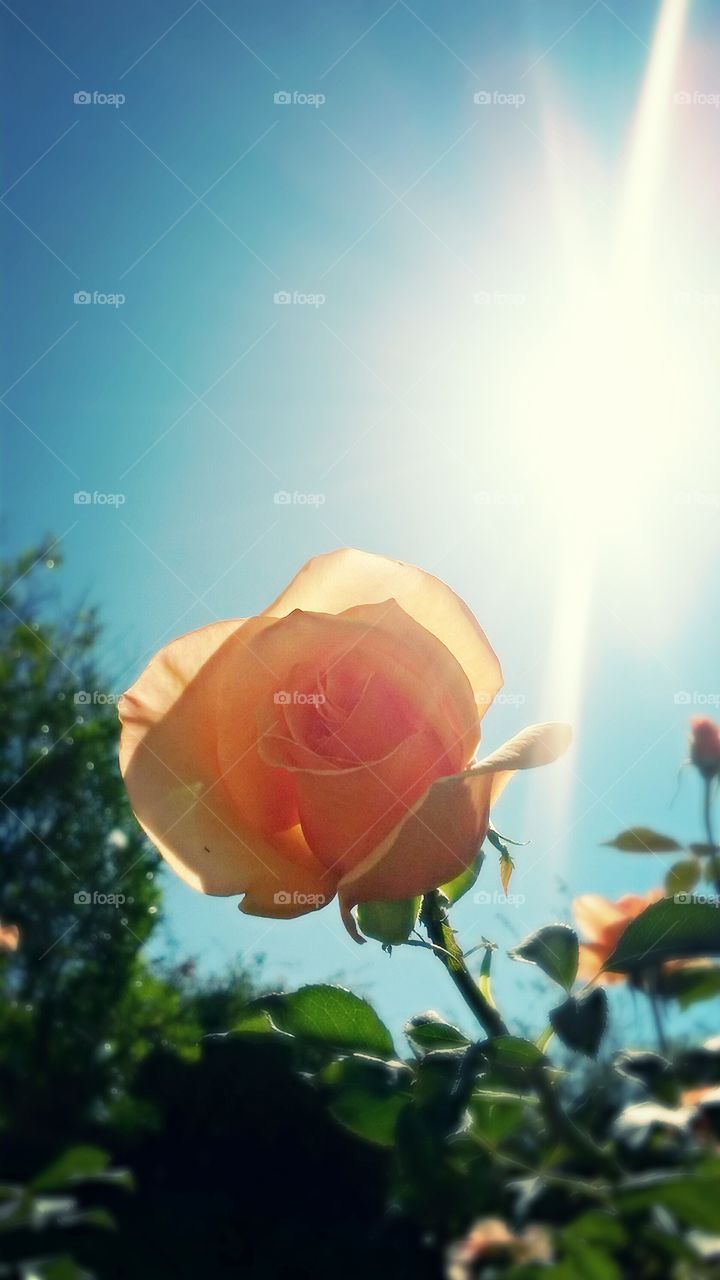 Peach Rose. backyard, southern cali sun.