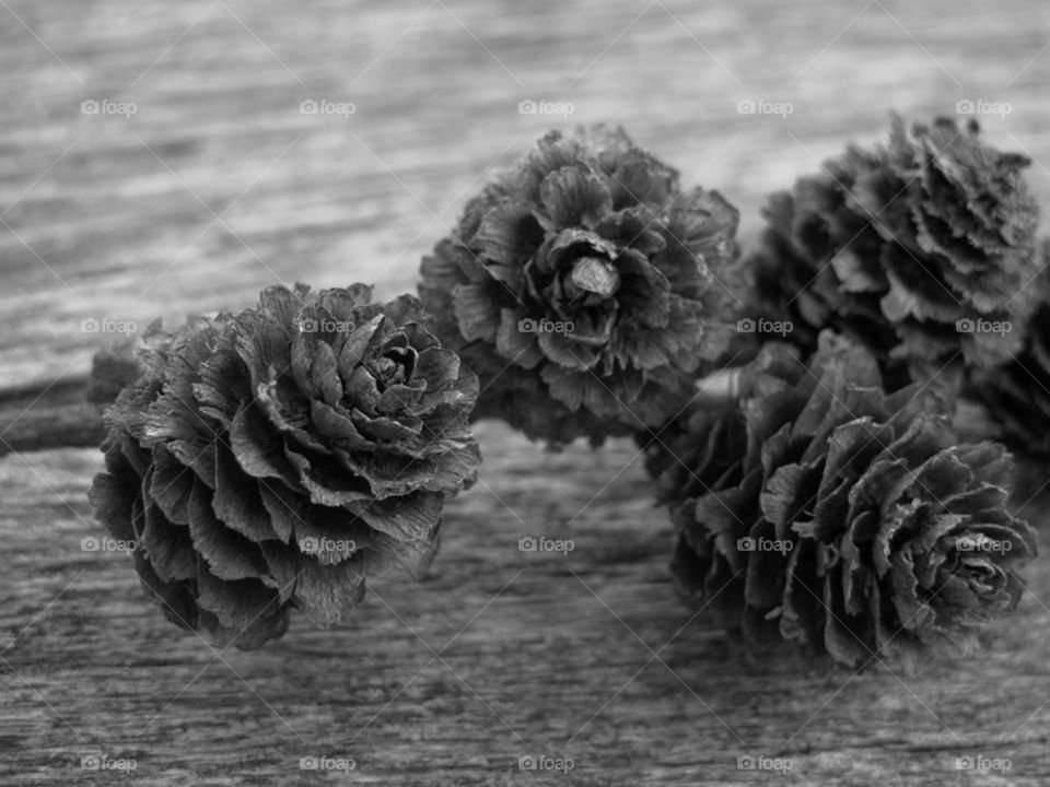 Macro pine cones 