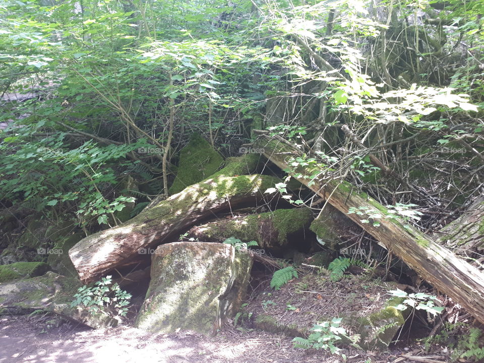 fallen forest tree with new growth