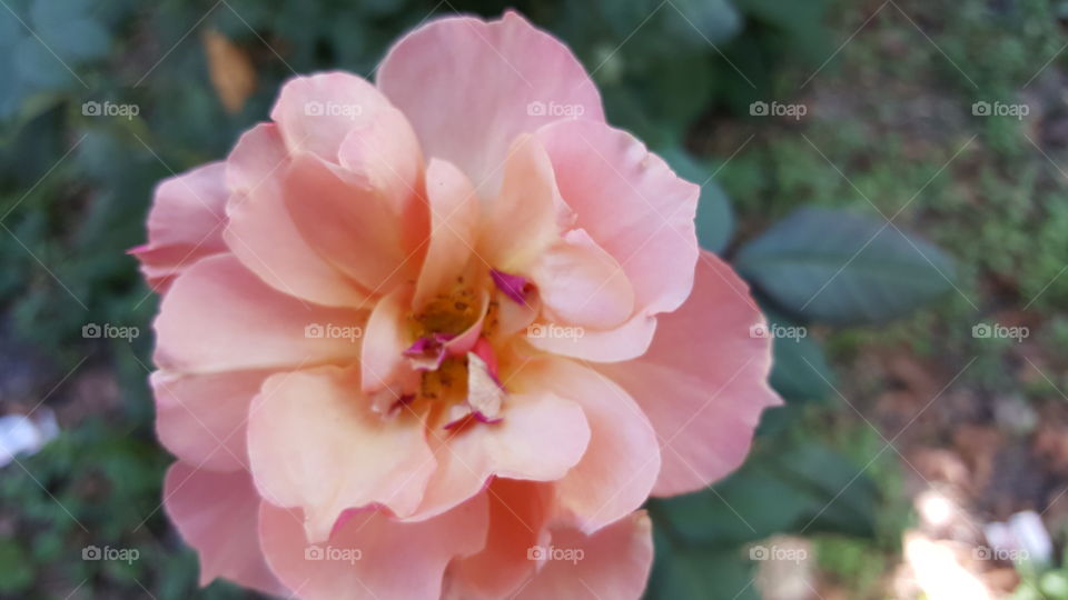 Close-up of single flower