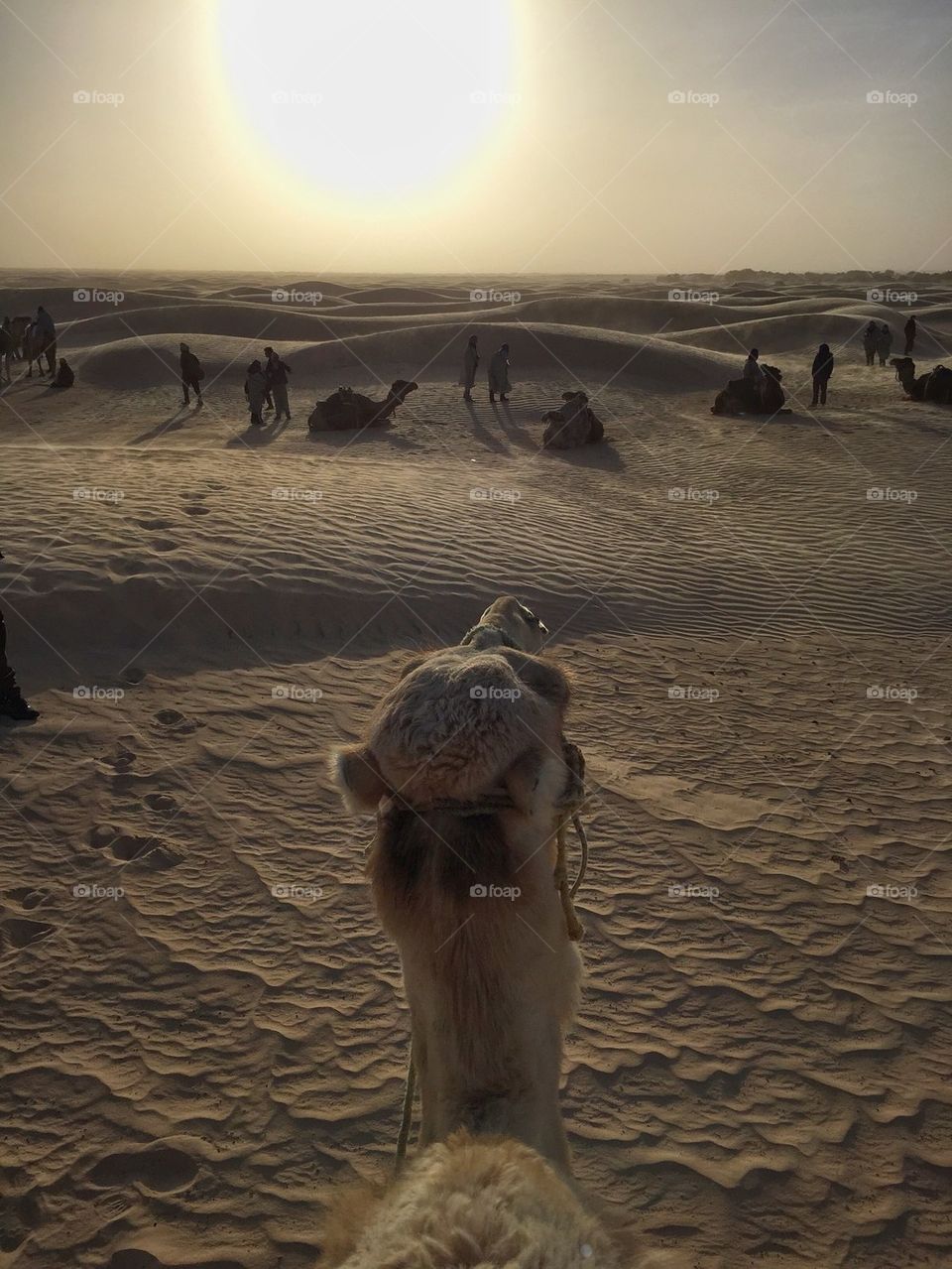 Sunset in the Sahara desert in Tunisia whilst on a camel ride