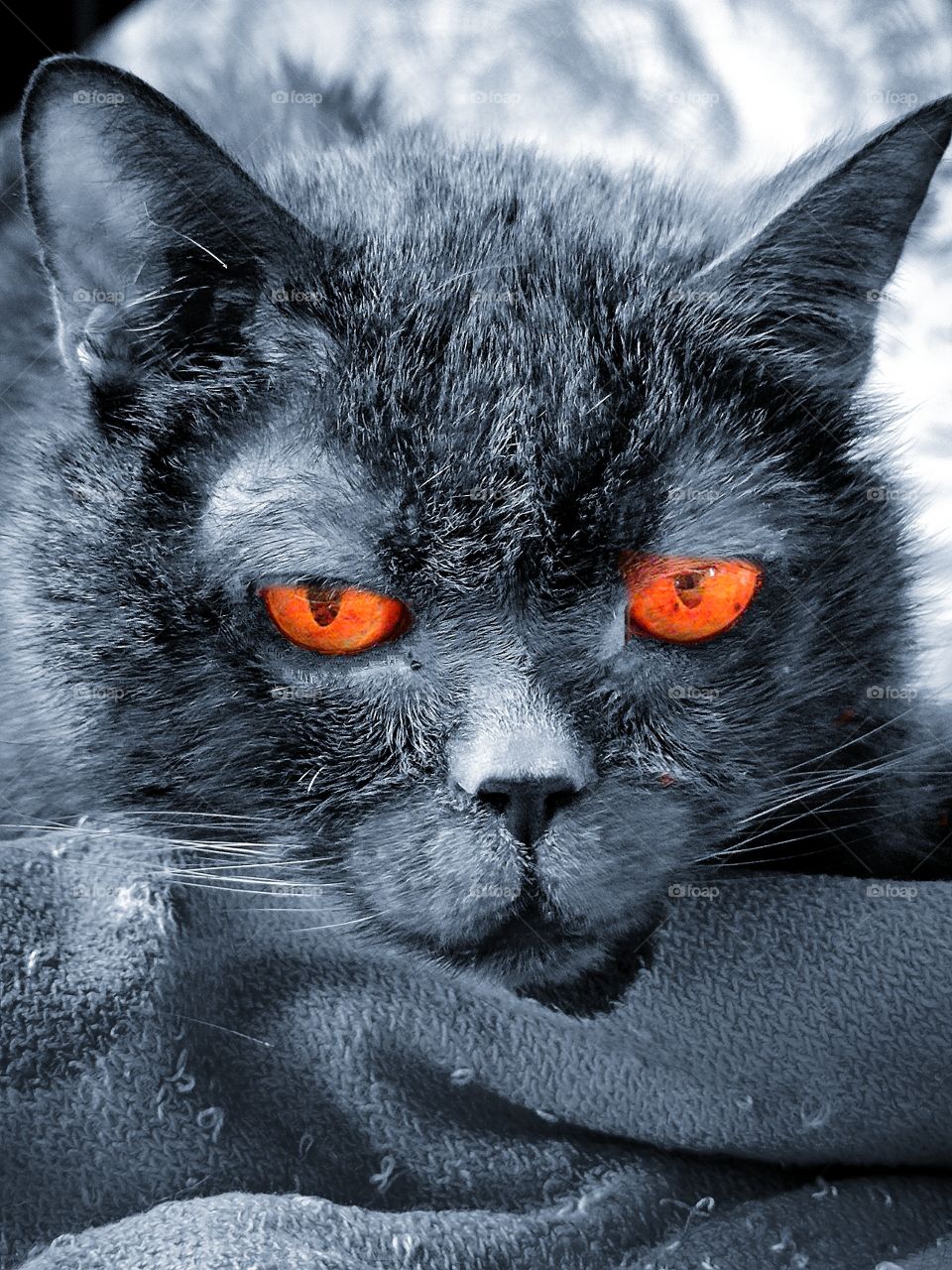 Black and white photo. Black cat with orange eyes