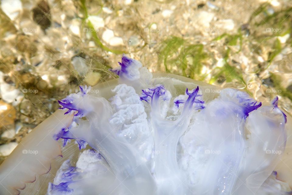 На фото изображена медуза, плавающая в прозрачной воде. Её тело прекрасно видно благодаря кристально чистой воде.